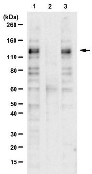 Anty-fosfo-MDA-5 (Ser104) from rabbit, purified by affinity chromatography