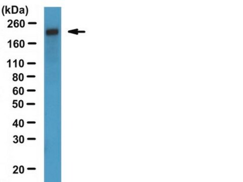 Anti-ZO-1 Antibody, clone R40.76 clone R40.76, from rat