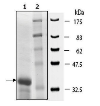 MECP2 human recombinant, expressed in E. coli, &#8805;70% (SDS-PAGE)