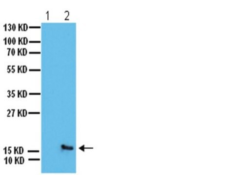 Anti-Phospho-H2A.X(Ser139)-Antikörper Upstate&#174;, from rabbit