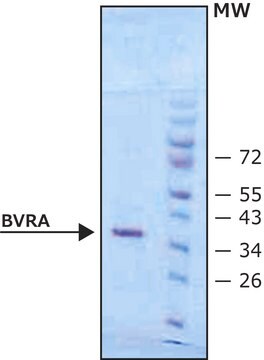 Biliverdin Reductase A human recombinant, expressed in E. coli, &#8805;90% (SDS-PAGE), buffered aqueous solution