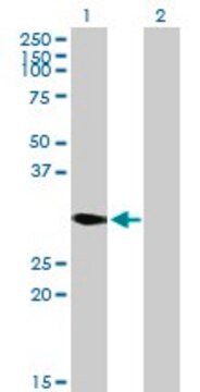 Anti-DECR2 antibody produced in mouse purified immunoglobulin, buffered aqueous solution