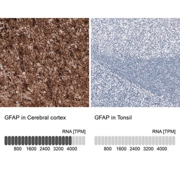 单克隆抗-GFAP 小鼠抗 Prestige Antibodies&#174; Powered by Atlas Antibodies, clone CL2713, purified immunoglobulin, buffered aqueous glycerol solution