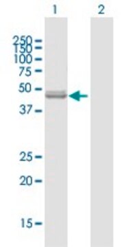 Anti-NFS1 antibody produced in mouse purified immunoglobulin, buffered aqueous solution