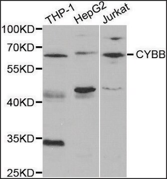 Anti-CYBB antibody produced in rabbit affinity isolated antibody