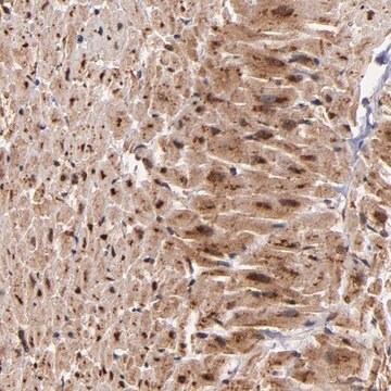 Anti-STX8 antibody produced in rabbit Prestige Antibodies&#174; Powered by Atlas Antibodies, affinity isolated antibody, buffered aqueous glycerol solution