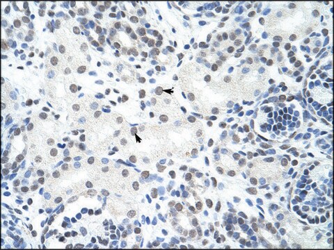 Anti-HNRPH3 antibody produced in rabbit IgG fraction of antiserum