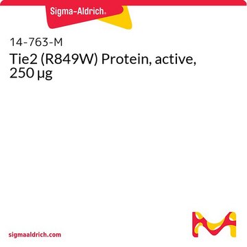 Tie2 (R849W) Protein, active, 250 µg