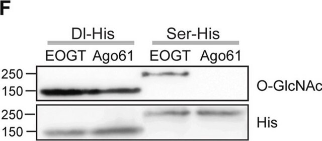 Monoclonal Anti-&#946;-O-Linked N-Acetylglucosamine clone CTD110.6, purified from hybridoma cell culture