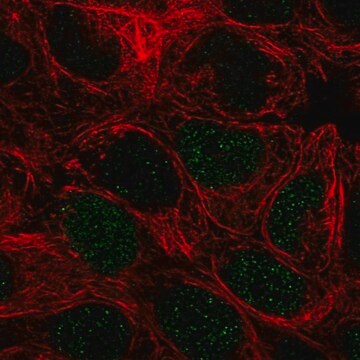 Anti-PEPD antibody produced in rabbit Prestige Antibodies&#174; Powered by Atlas Antibodies, affinity isolated antibody