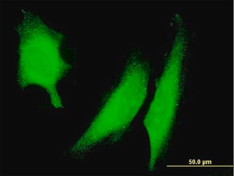 Monoclonal Anti-PRKAA2 antibody produced in mouse clone 1G8, purified immunoglobulin, buffered aqueous solution