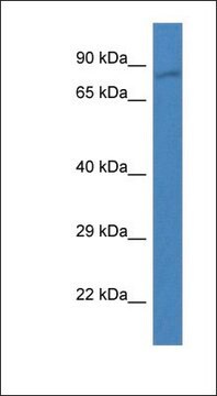 Anti-PDE4B antibody produced in rabbit affinity isolated antibody