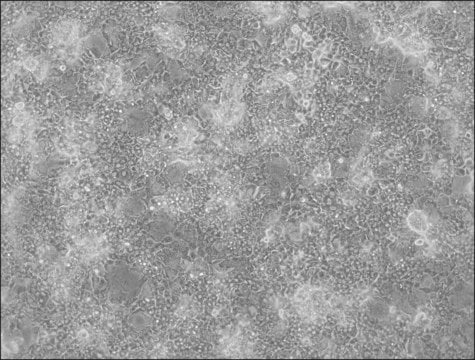 HepaRG&#8482; 5F Control Cells one assay ready, 24 well plate