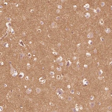 Anti-WDR7 antibody produced in rabbit Prestige Antibodies&#174; Powered by Atlas Antibodies, affinity isolated antibody