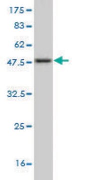 Monoclonal Anti-NGFRAP1 antibody produced in mouse clone 4E5, purified immunoglobulin, buffered aqueous solution