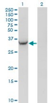 Monoclonal Anti-AKR1C2 antibody produced in mouse clone 3C11, ascites fluid