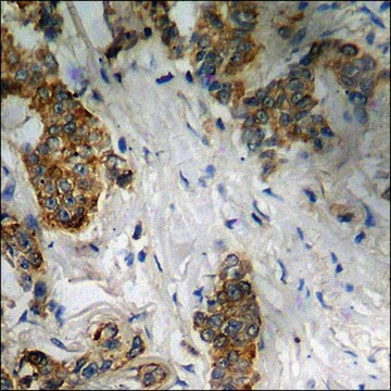 Anti-phospho-CD5 (pTyr453) antibody produced in rabbit affinity isolated antibody