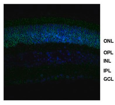 Anti-NRL (neurales Retina-spezifisches Leucin-Zipper-Protein) from rabbit