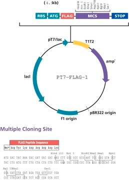 pT7-FLAG&#8482;-1 Expression Vector