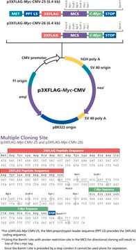 p3xFLAG-Myc-CMV&#8482;-25 Expression Vector Shuttle vector for transient or stable expression of secreted dual tagged N-terminal 3xFLAG and C-terminal c-myc fusion proteins