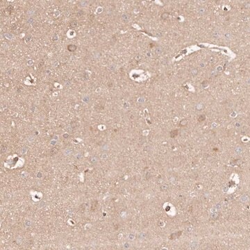 Anti-MAPK1 antibody produced in rabbit Prestige Antibodies&#174; Powered by Atlas Antibodies, affinity isolated antibody, buffered aqueous glycerol solution