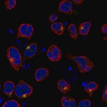 Anty-SLC9B1 Prestige Antibodies&#174; Powered by Atlas Antibodies, affinity isolated antibody