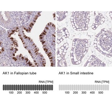 Anti-AK1 antibody produced in rabbit Prestige Antibodies&#174; Powered by Atlas Antibodies, affinity isolated antibody, buffered aqueous glycerol solution