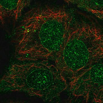 Anti-CYP2B6 antibody produced in rabbit Prestige Antibodies&#174; Powered by Atlas Antibodies, affinity isolated antibody