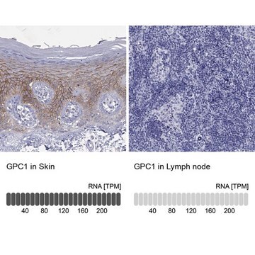 Anty-GPC1 Prestige Antibodies&#174; Powered by Atlas Antibodies, affinity isolated antibody, buffered aqueous glycerol solution