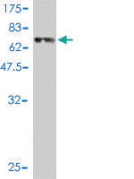 Monoclonal Anti-REN antibody produced in mouse clone 2H2, purified immunoglobulin, buffered aqueous solution