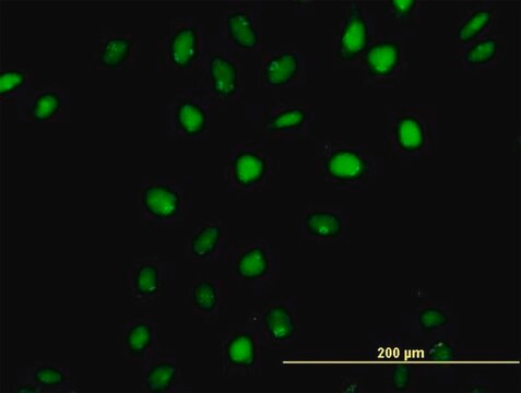 Anti-CUX1 antibody produced in mouse purified immunoglobulin, buffered aqueous solution