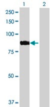 Anti-ARHGEF7 antibody produced in rabbit purified immunoglobulin, buffered aqueous solution