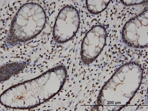 Monoclonal Anti-HMG20A antibody produced in mouse clone 4D5, purified immunoglobulin, buffered aqueous solution