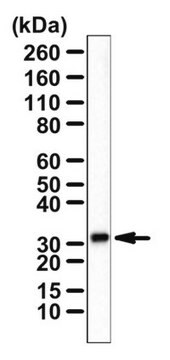 Anti-CH25H-Antikörper from rabbit, purified by affinity chromatography