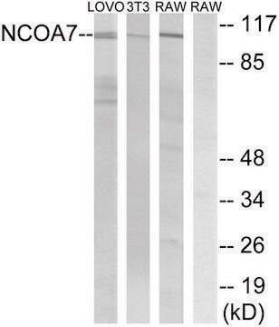 Anti-NCOA7 antibody produced in rabbit affinity isolated antibody