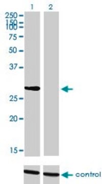 Monoclonal Anti-NRBP2 antibody produced in mouse clone 4D1, purified immunoglobulin, buffered aqueous solution