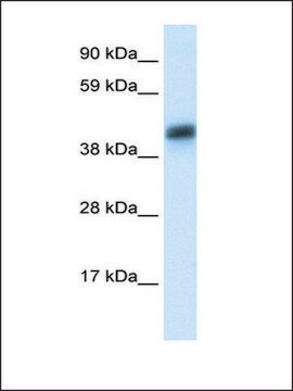 Anti-ASGR1 antibody produced in rabbit