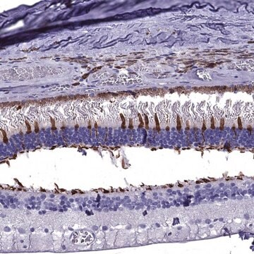 抗ARR3 兔抗 Prestige Antibodies&#174; Powered by Atlas Antibodies, affinity isolated antibody