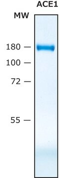 ヒトのアンギオテンシン変換酵素、ACE recombinant, &#8805;10&#160;U/mg, expressed in HEK 293 cells