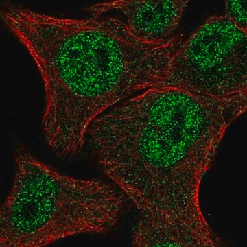 Anti-MBNL2 antibody produced in rabbit Prestige Antibodies&#174; Powered by Atlas Antibodies, affinity isolated antibody