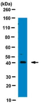 Anti-Tristetraprolin-Antikörper from rabbit, purified by affinity chromatography