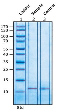 Colipase aus Schweinepankreas essentially salt-free, lyophilized powder