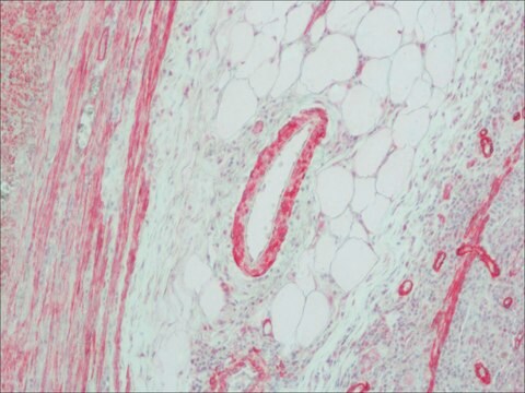 Anti-Mouse IgG (Fab specific)–Alkaline Phosphatase antibody produced in goat affinity isolated antibody, buffered aqueous solution