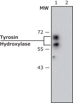 モノクロナール抗チロシンヒドロキシラーゼ マウス宿主抗体 clone TH-2, ascites fluid