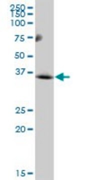 Anti-MCART1 antibody produced in mouse IgG fraction of antiserum, buffered aqueous solution