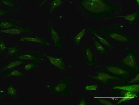 Monoclonal Anti-NMNAT2 antibody produced in mouse clone 2G8, purified immunoglobulin, buffered aqueous solution