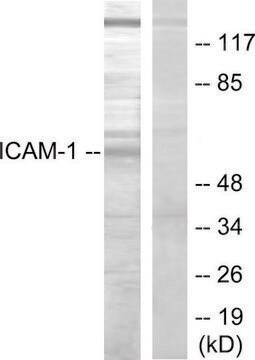 Anti-ICAM-1 antibody produced in rabbit affinity isolated antibody