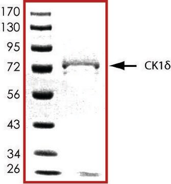 CK1 &#948;, active, GST tagged human PRECISIO&#174; Kinase, recombinant, expressed in baculovirus infected Sf9 cells, &#8805;70% (SDS-PAGE), buffered aqueous glycerol solution