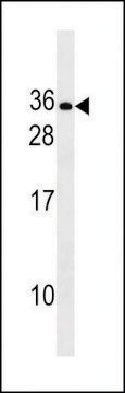 ANTI-RLN2(C-TERMINAL) antibody produced in rabbit affinity isolated antibody, buffered aqueous solution