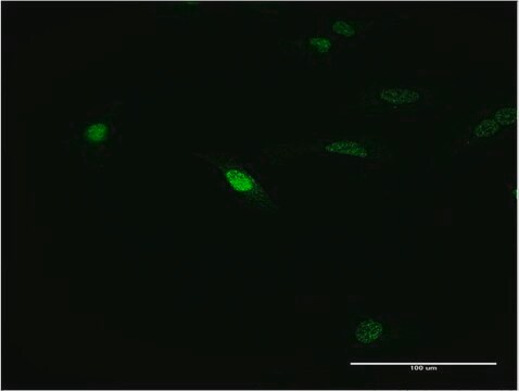 ANTI-MEOX1 antibody produced in mouse clone 1F3, purified immunoglobulin, buffered aqueous solution